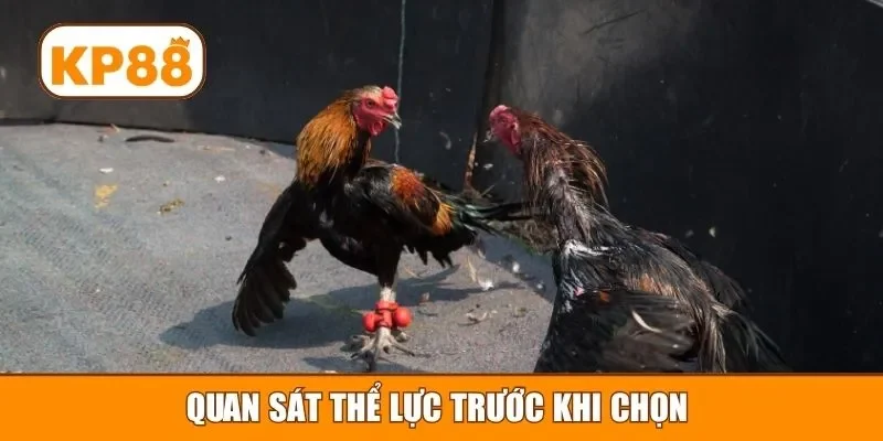 Quan sát thể lực trước khi chọn
